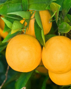 Laranja Seleta