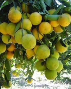 Laranja Charmute