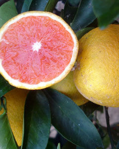 Laranja Sanguínea