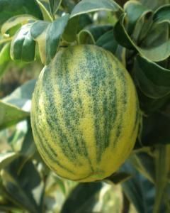 Laranja Imperial