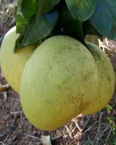Laranja Zamboa