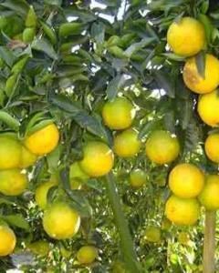 Laranja Champagne