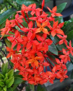 Mini Ixora