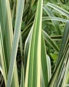 Formio Variegata