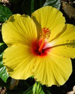 Hibiscos
