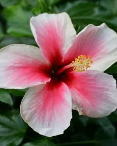 Hibisco havaiano