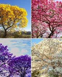 Ipê (amarelo , roxo, rosa, branco)