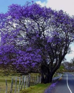 Jacarandá Mimoso
