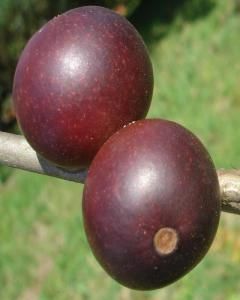 Camu camu