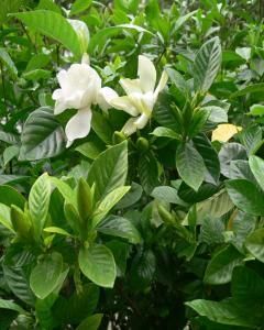 Gardênia