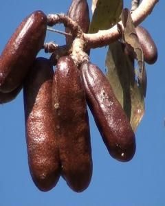 Jatobá