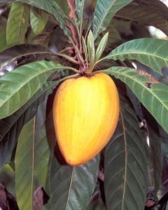 Canistel