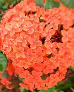 Mini Ixora Vermelha