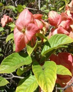 Mussaenda Rosa Dobrada