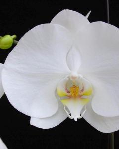 Orquídea Branca