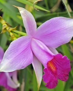 Orquídea Bambu