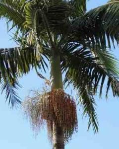 Palmeira Seafórtia