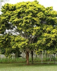 Pau-Brasil