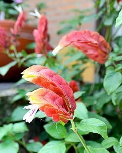 Camarão Vermelho