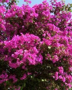 Primavera - (diversas cores)