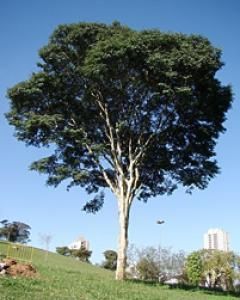 Pau-ferro