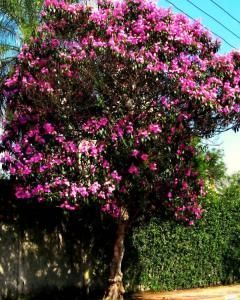 Quaresmeira Rosa