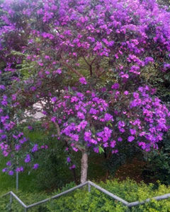 Quaresmeira Roxa