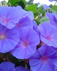 Thumbérgia Azul
