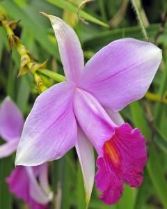 Orquídea Bambu