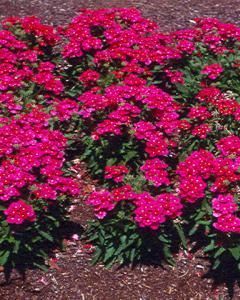Verbena