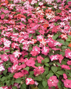 Impatiens