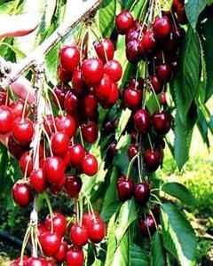 Cereja