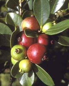 Flacourtia