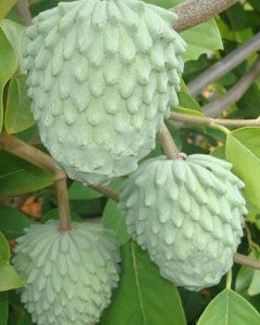 Fruta-do-conde