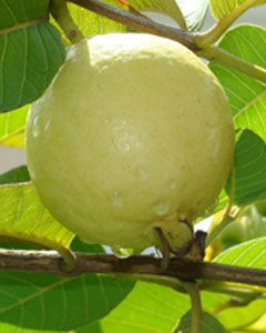 Goiaba Branca