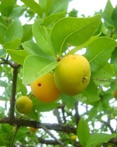 Grumixama Amarela