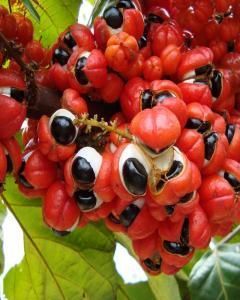 Guaraná