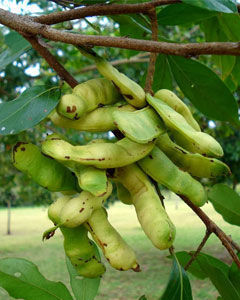 Ingá