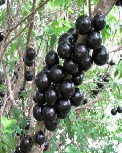 Jabuticaba híbrida