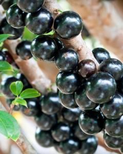 Jabuticaba Paulista