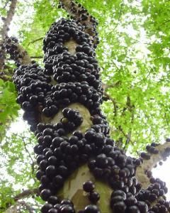 Jabuticaba Poema