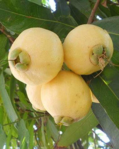 Jambo amarelo
