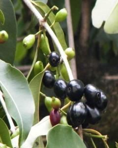 Jambolão