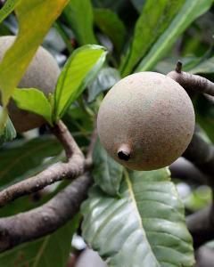 Jenipapo