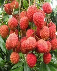 Lichia