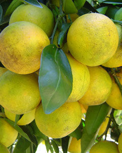 Laranja lima