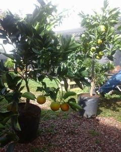 Laranja bahia