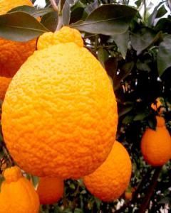 Laranja Tangerina-cravo