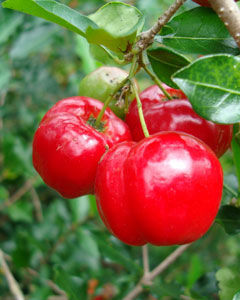 Acerola