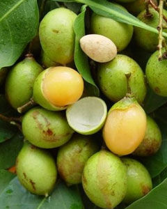 Mamoncillo